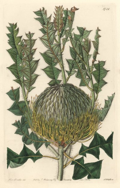 Banksia speciosa, originaria dell