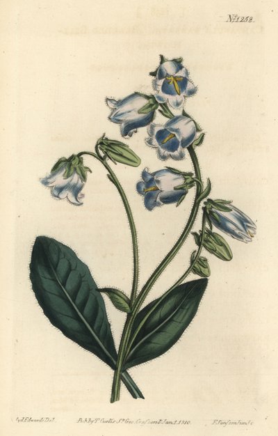 Campanula barbata da Sydenham Teast Edwards