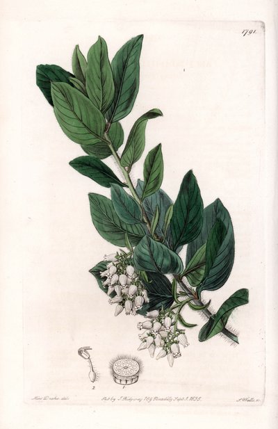 Uva dell