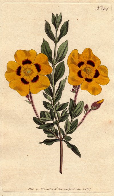 Cisto bello con fiori gialli vivaci decorati con cremisi da Sydenham Teast Edwards