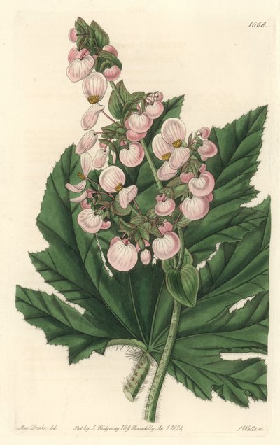 Begonia con fiori rosa pallido da Sydenham Teast Edwards