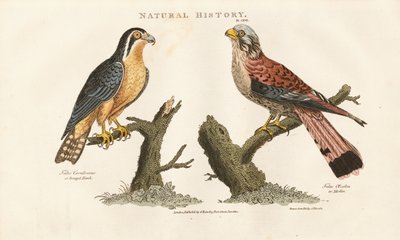Falco del Bengala e Falco dai piedi rossi da Sydenham Teast Edwards