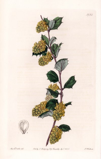 Berberis - Tavola incisa da S. Watts, da un