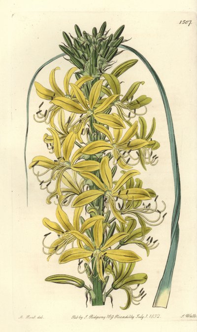 Asfodelo giallo siberiano, Asphodeline lutea. Incisione a mano colorata a rame di S. Watts da un