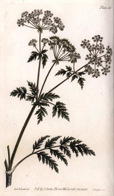 Grande cicuta da Sydenham Teast Edwards