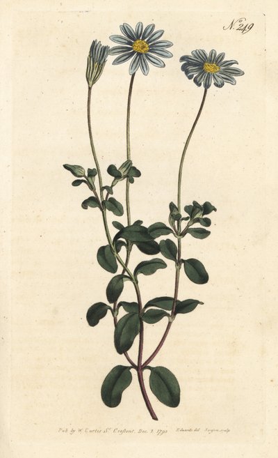 Felicia, Margherita del Capo o Aster del Capo - Felicia amelloides (Cineraria a fiori blu o aster del Capo, Cineraria amelloides) - Incisione a mano colorata a rame di Sansom da un