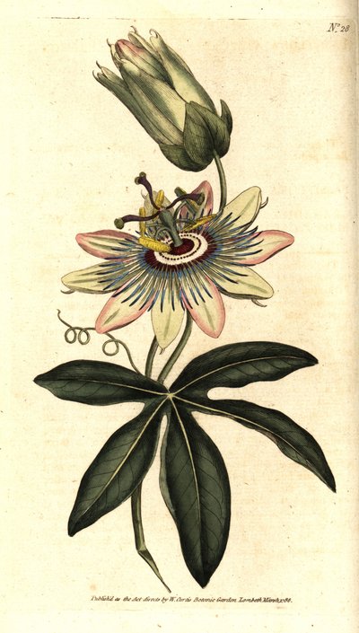 Passiflora blu - Passiflora comune, Passiflora caerulea da Sydenham Teast Edwards