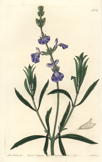 Salvia blu da Sydenham Teast Edwards