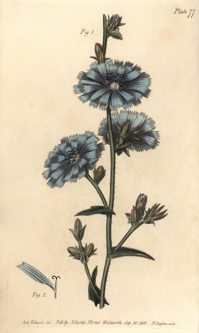 Cicoria comune o cicoria comune, Cichorium intybus, Polygamia aequalis da Sydenham Teast Edwards
