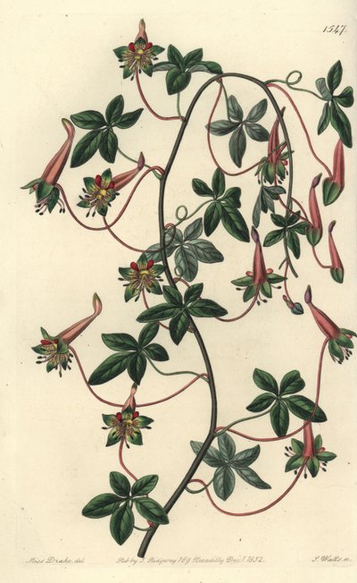Capuchin della Bolivia - Tropaeoleum pentaphyllum. Incisione a mano colorata a rame di S. Watts da un