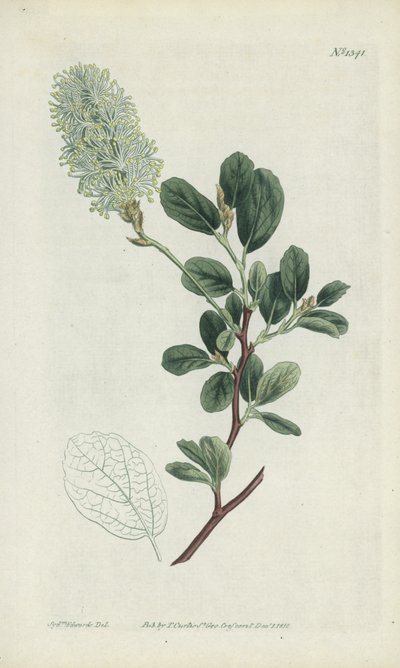 Incisione botanica da Sydenham Teast Edwards