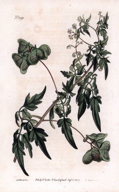 Botanica: cardiosperm o piselli di cuore da Sydenham Teast Edwards