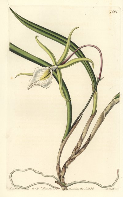 Brassavola perrinii (Brassavola di Perrin, Brasavola perrinii) da Sydenham Teast Edwards