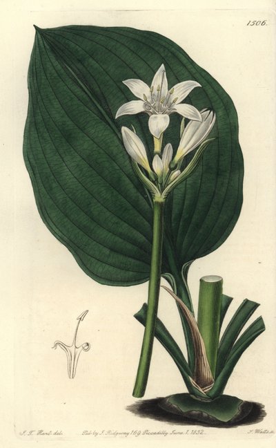 Giglio di Brisbane, Proiphys cunninghamii da Sydenham Teast Edwards