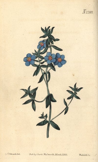 Pimpinella a foglie larghe, Anagallis latifolia da Sydenham Teast Edwards