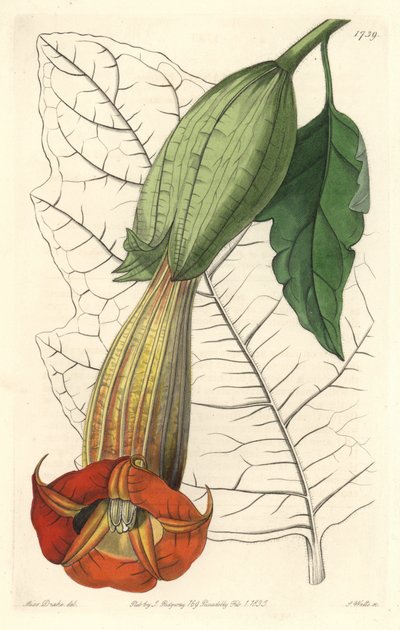Brugmansia scarlatta o tromba degli angeli scarlatta, nativa del Sud America da Sydenham Teast Edwards