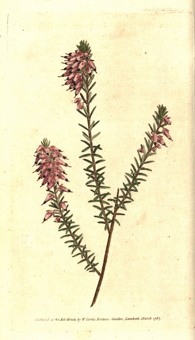 Erica erbacea da Sydenham Teast Edwards