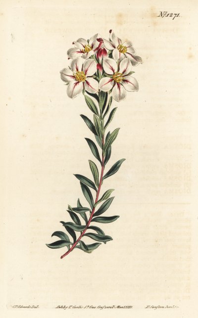 Buchu, Adenandra villosa da Sydenham Teast Edwards