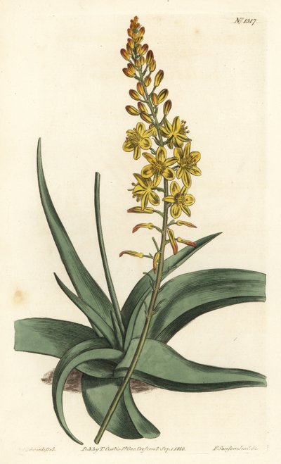 Varietà di bulbine, Bulbine alooides da Sydenham Teast Edwards