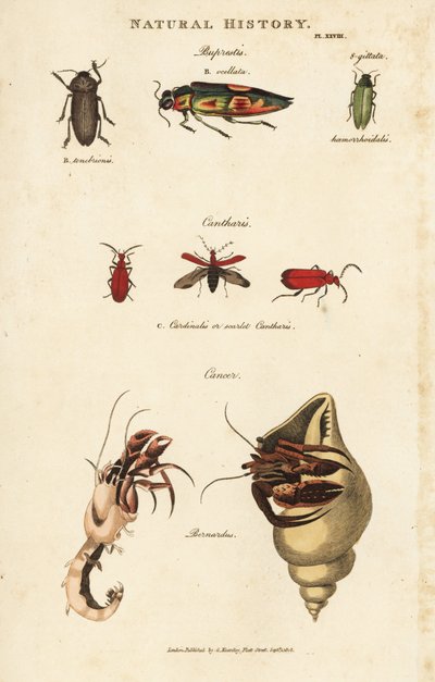 Bupreste e paguro (bernardo l
