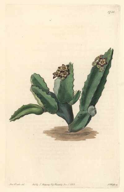 Cactus Caralluma, nativo della Sicilia - Incisa da S. Watts da un