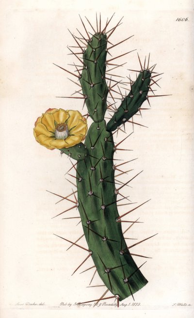 Cactus articolato, varietà di fico d