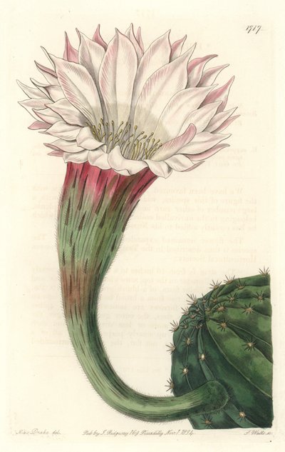Cactus riccio di mare o palla di Mosè, in fiore, nativo del Brasile da Sydenham Teast Edwards
