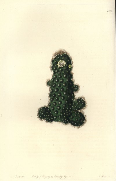 Cactus tenuis (Mammillaria tenuis) da Sydenham Teast Edwards