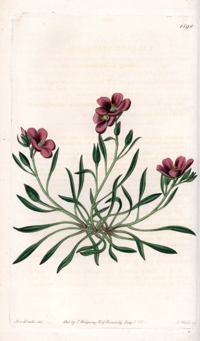 Calandrinia varietà, nativa dell