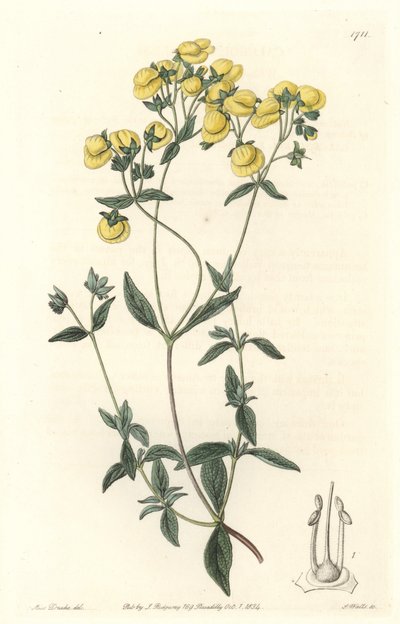 Calceolaire o piccola pantofola o borsetta da signora, nativa del Cile da Sydenham Teast Edwards