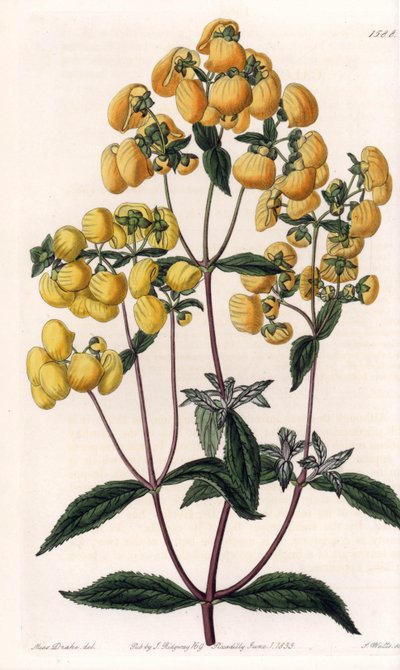 Calceolaria rugosa da Sydenham Teast Edwards