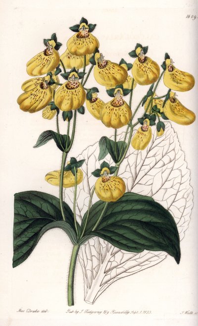 Calceolaria o piccola pantofola, con fiori gialli da Sydenham Teast Edwards
