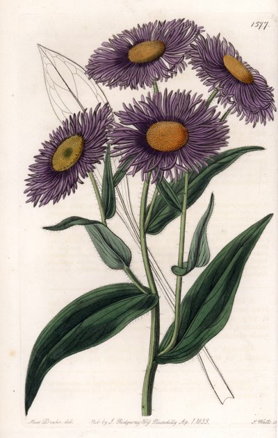 Erigeron della California (incisione di S.Watts, illustrazione di Sarah Anne Drake, dal Botanical Register di Sydenham Edwards) da Sydenham Teast Edwards