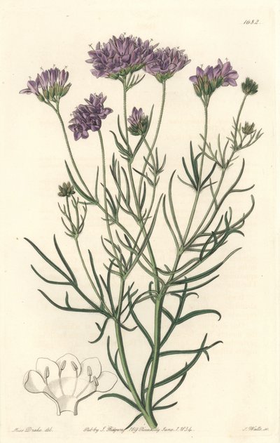 Gilia della California da Sydenham Teast Edwards