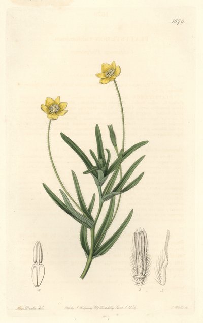 Platystemon della California da Sydenham Teast Edwards