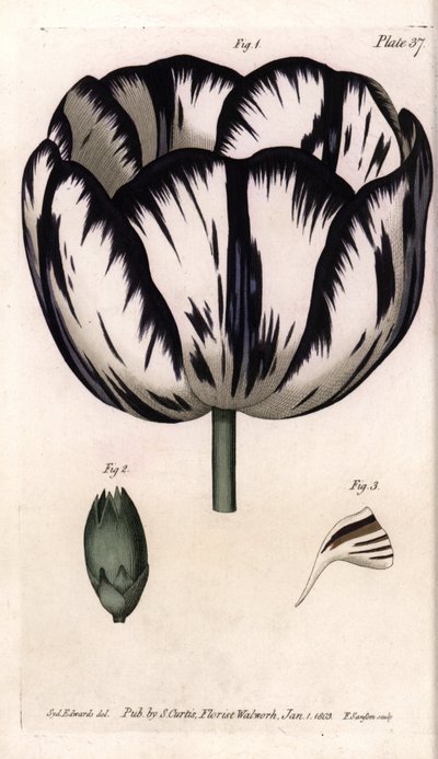 Calice di tulipano e garofano. Incisione a rame colorata, illustrazione di Sydenham Edwards per le Conferenze di Botanica, Giardino Botanico di Lambeth (Inghilterra) da Sydenham Teast Edwards