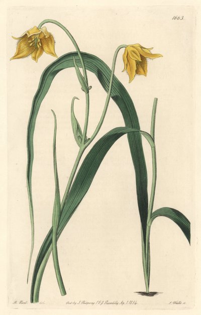 Calochorte con fiori giallo pallido da Sydenham Teast Edwards