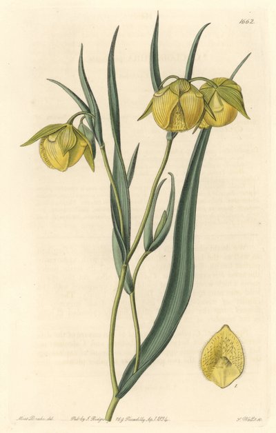Calochorte (mariposa) o cyclobothre con fiori gialli, nativa della California da Sydenham Teast Edwards
