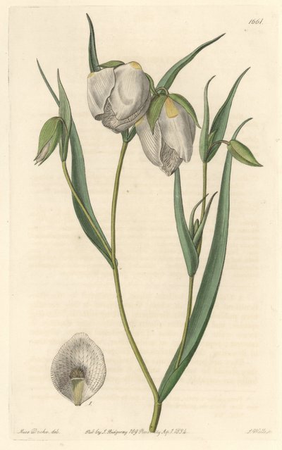 Calochorte (mariposa) o cyclobothre con fiori bianchi, nativa della California da Sydenham Teast Edwards