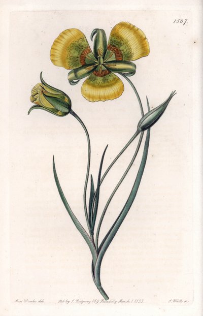 Calochortus a grandi fiori gialli da Sydenham Teast Edwards