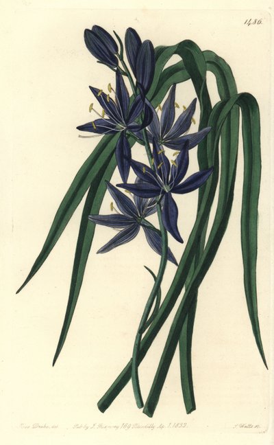 Camassia quamash da Sydenham Teast Edwards