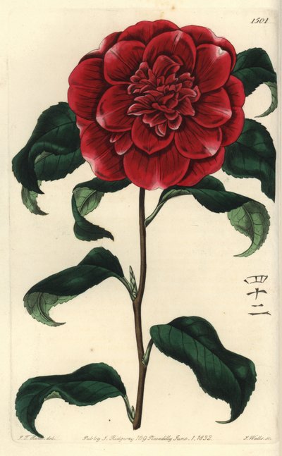 Camelia dal Giappone, Camellia japonica var. Reevesiana da Sydenham Teast Edwards