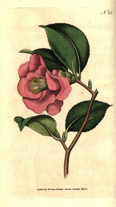 Camelia giapponese da Sydenham Teast Edwards