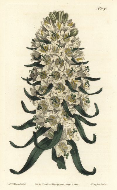 Campanula con fiori bellissimi - Campanula speciosa da Sydenham Teast Edwards
