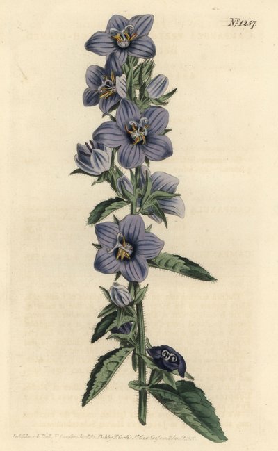 Campanula peregrina da Sydenham Teast Edwards