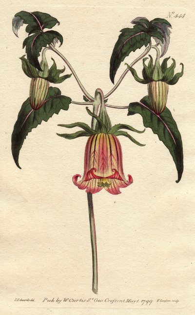 Canarina campanula da Sydenham Teast Edwards