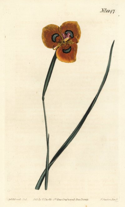 Tulipano del Capo - Moraea tulbaghensis da Sydenham Teast Edwards