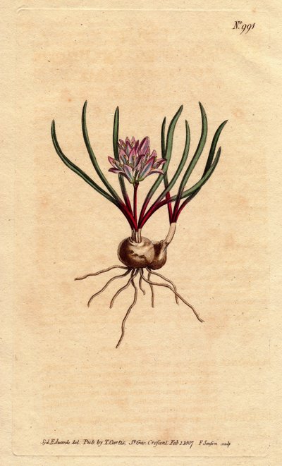 Polyzena corymbosa da Sydenham Teast Edwards