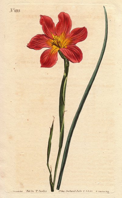 Tulipano del Capo da Sydenham Teast Edwards