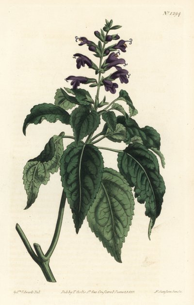 Salvia caraibica - Salvia lamiifolia da Sydenham Teast Edwards